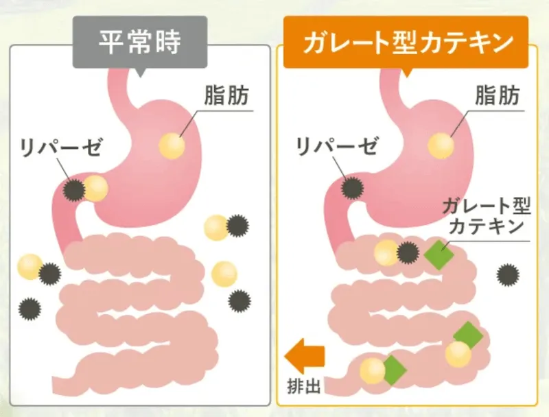 ガレート型カテキンの説明